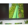 Cardinal Vibrating Conveyor