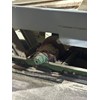 Webster Vibrating Conveyor