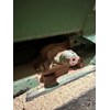 Webster Vibrating Conveyor