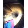 Unknown Drum Dryer