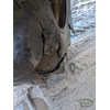 2018 Tigercat 720G Wheel Feller Buncher