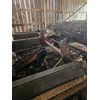 Frick 01 Circle Headrig Circular Sawmill